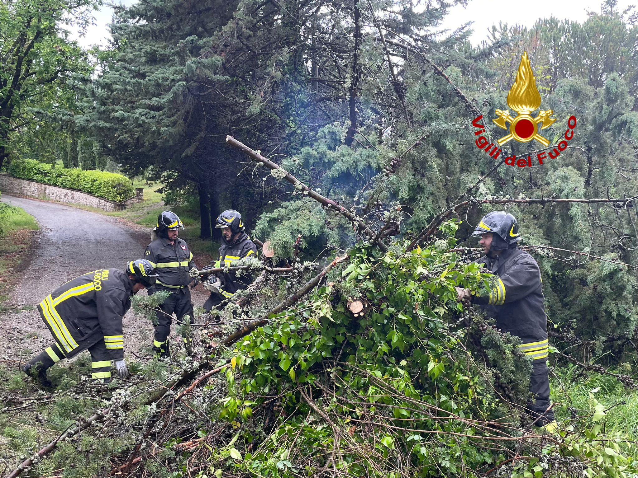 Maltempo Albero Trancia Un Cavo Della Corrente Elettrica Cronaca Ttv 6112